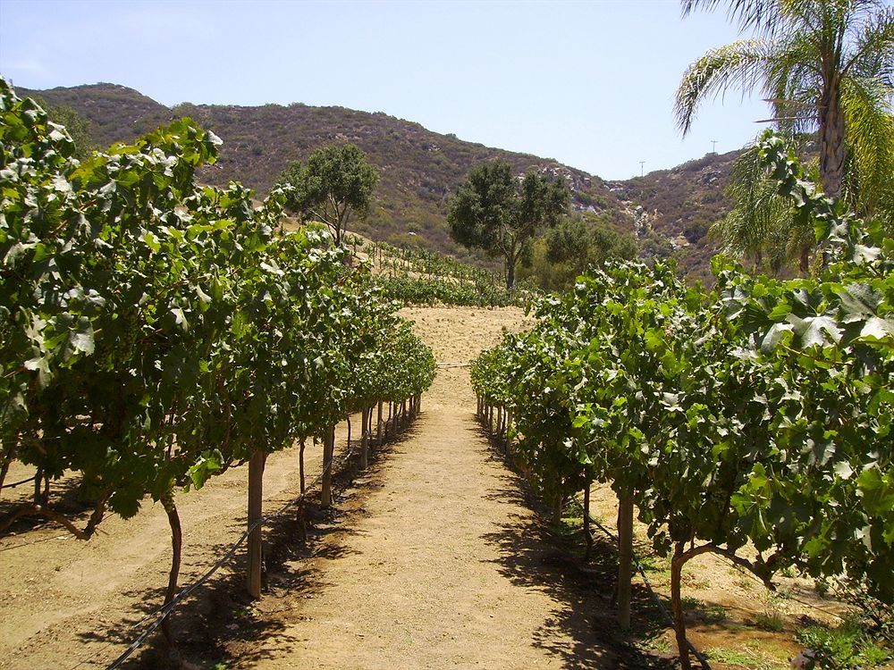 Vineyard Hacienda Hotel Spring Valley  Kültér fotó